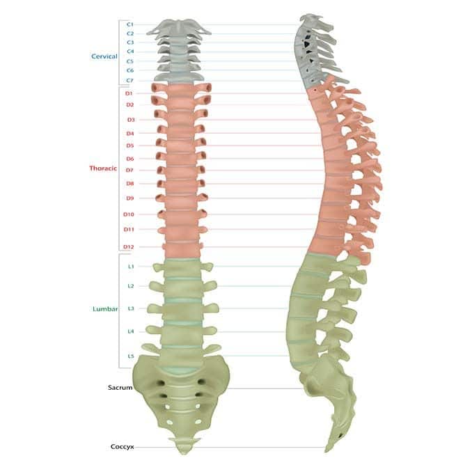 vertebral columns