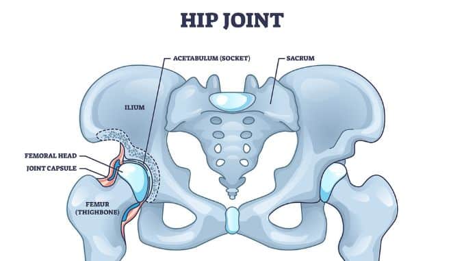 Treatment For Hip Pain-Hip Joint Anatomy