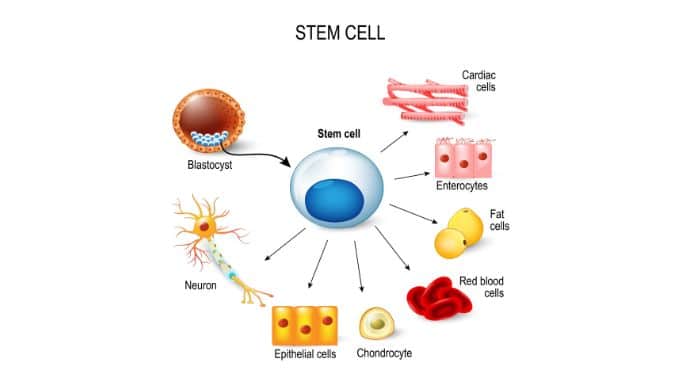 Parts of Stem Cell