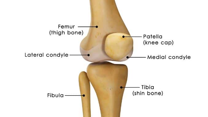 Anatomy of the Knee