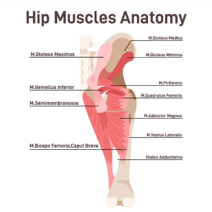 Hip Muscle Anatomy
