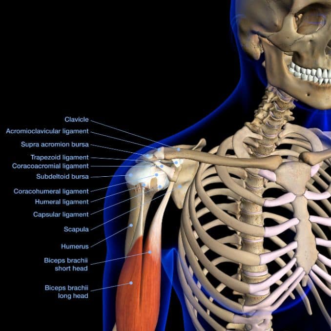 Shoulder Joint - Shoulder Subluxation