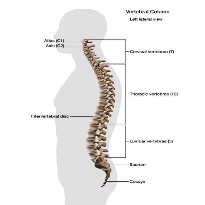 THe Anatomy of the Spine - Posture Correction Exercises