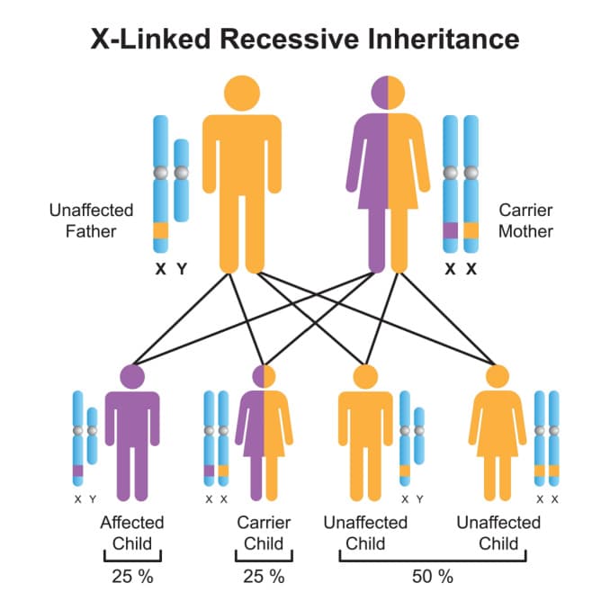 X-linked Recessive Inheritance