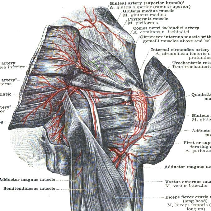 anatomy of gluteal region