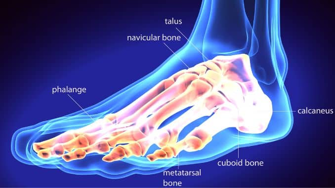 ankle joint - Ankle Osteoarthritis