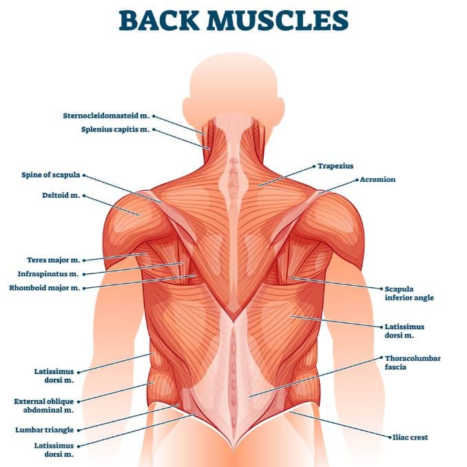 back muscle