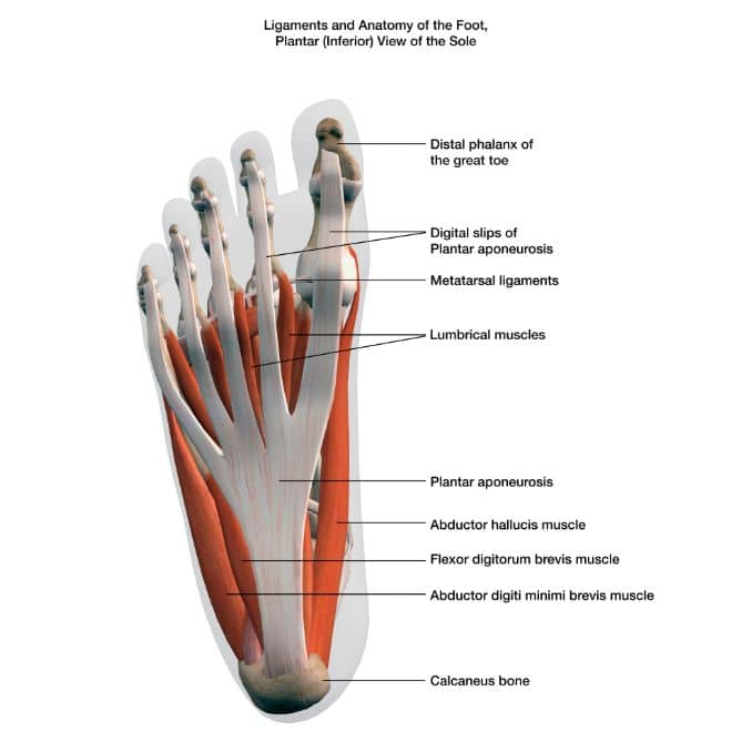 Anatomy Of the foot - Exercises For Hammer Toes