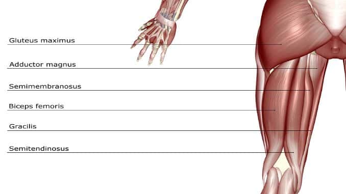 Anatomy of hamstring muscles