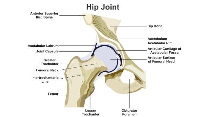 Anatomy-Hip Impingement Exercises