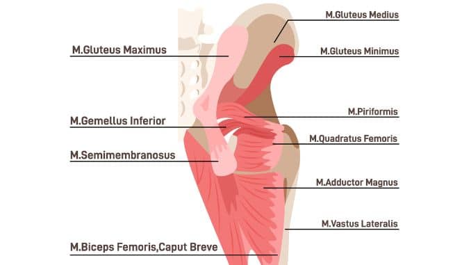 Hip Muscles. Didactic Scheme of Anatomy of Human Muscular System