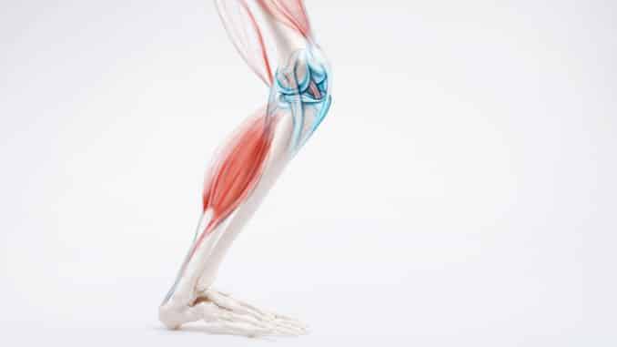 role-of-leg-muscle