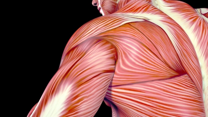 All About the Teres Minor Muscles