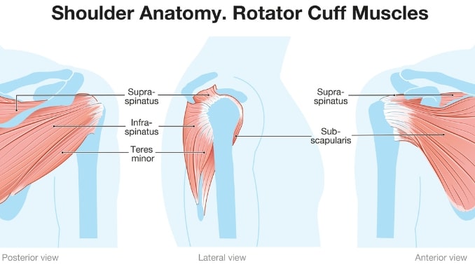 Rotator Cuff Muscles and its Parts
