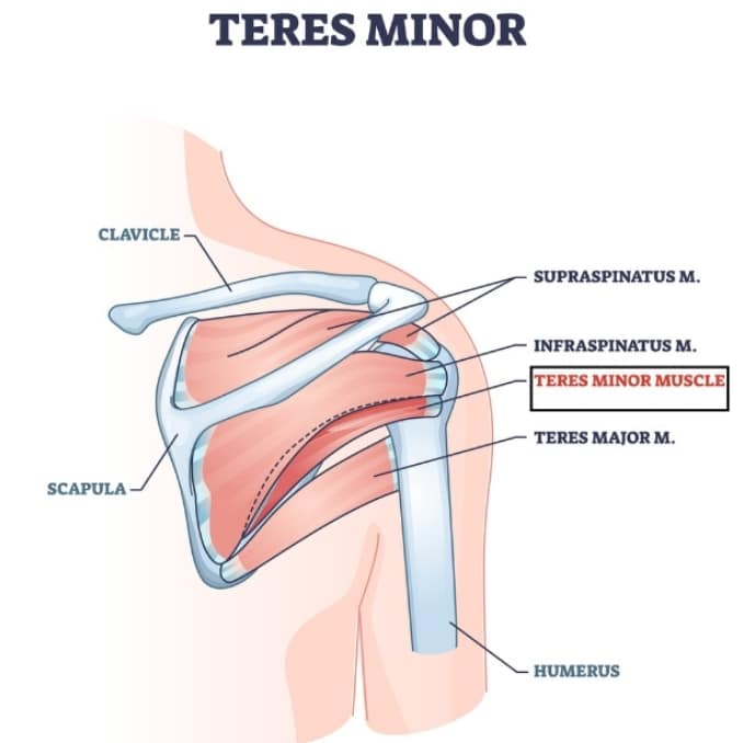 Teres Minor Muscle