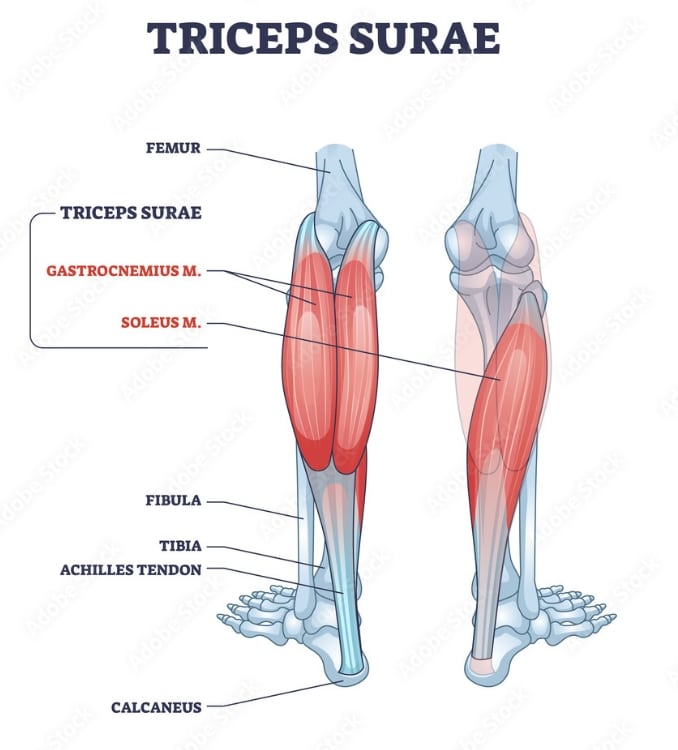 Understanding the Gastrocnemius Muscle