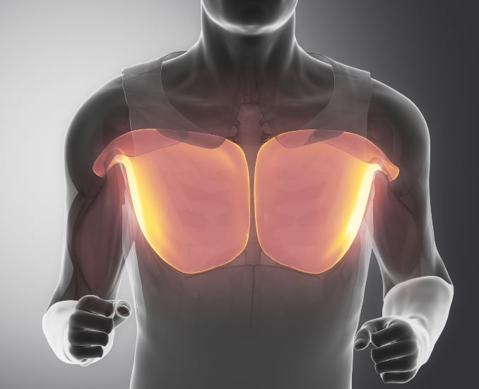 Clavicular Head of the Pectoralis Major