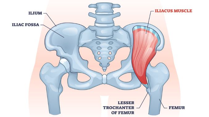 iliacus-muscle-hip-groin-muscular